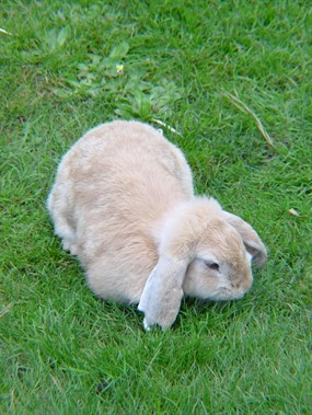 高清可爱兔子图片下载